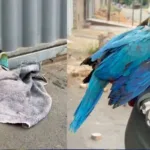 video:-casal-de-araras-caninde-procura-filhotes-apos-queda-de-palmeira-em-aparecida-de-goiania
