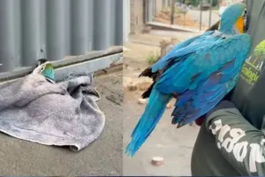 video:-casal-de-araras-caninde-procura-filhotes-apos-queda-de-palmeira-em-aparecida-de-goiania