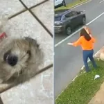 moradores-resgatam-cachorro-jogado-em-bueiro-pelo-proprio-tutor-em-goiania