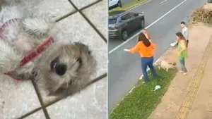 moradores-resgatam-cachorro-jogado-em-bueiro-pelo-proprio-tutor-em-goiania