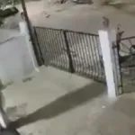 idosa-de-91-anos-morre-apos-ataque-de-macaco;-assista-ao-video