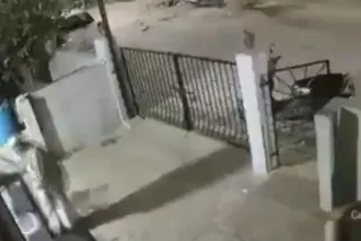 idosa-de-91-anos-morre-apos-ataque-de-macaco;-assista-ao-video