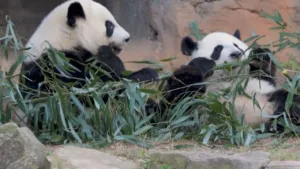 entre-dois-mundos:-a-diplomacia-panda-em-meio-a-corrida-tecnologica
