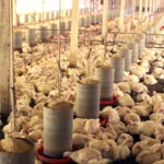 goias-triplica-exportacao-de-visceras-de-frango-gracas-a-habitos-da-china-e-africa
