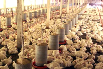 goias-triplica-exportacao-de-visceras-de-frango-gracas-a-habitos-da-china-e-africa