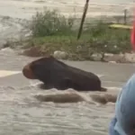 motorista-confunde-tronco-com-capivara-durante-temporal-em-goiania;-veja-video