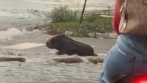 motorista-confunde-tronco-com-capivara-durante-temporal-em-goiania;-veja-video