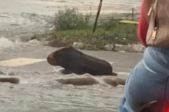 motorista-confunde-tronco-com-capivara-durante-temporal-em-goiania;-veja-video