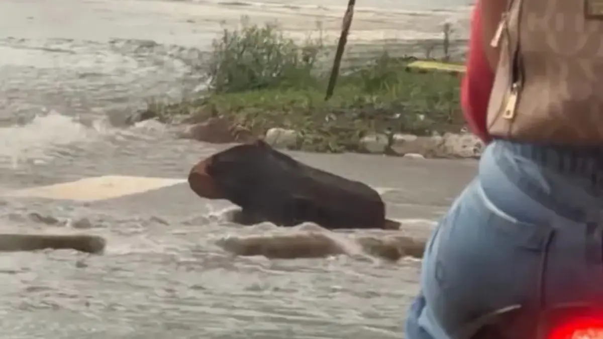 Motorista confunde tronco com capivara durante temporal em Goiânia; veja vídeo