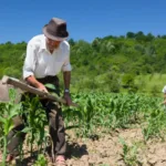 instrucao-concentrada:-o-que-e-o-novo-procedimento-que-ajuda-trabalhadores-rurais-e-obter-beneficios-no-inss