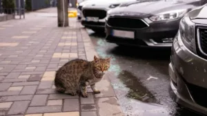 novo-felino-e-robos-em-protesto-estao-entre-as-noticias-curiosas-de-setembro