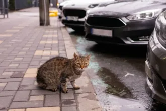novo-felino-e-robos-em-protesto-estao-entre-as-noticias-curiosas-de-setembro