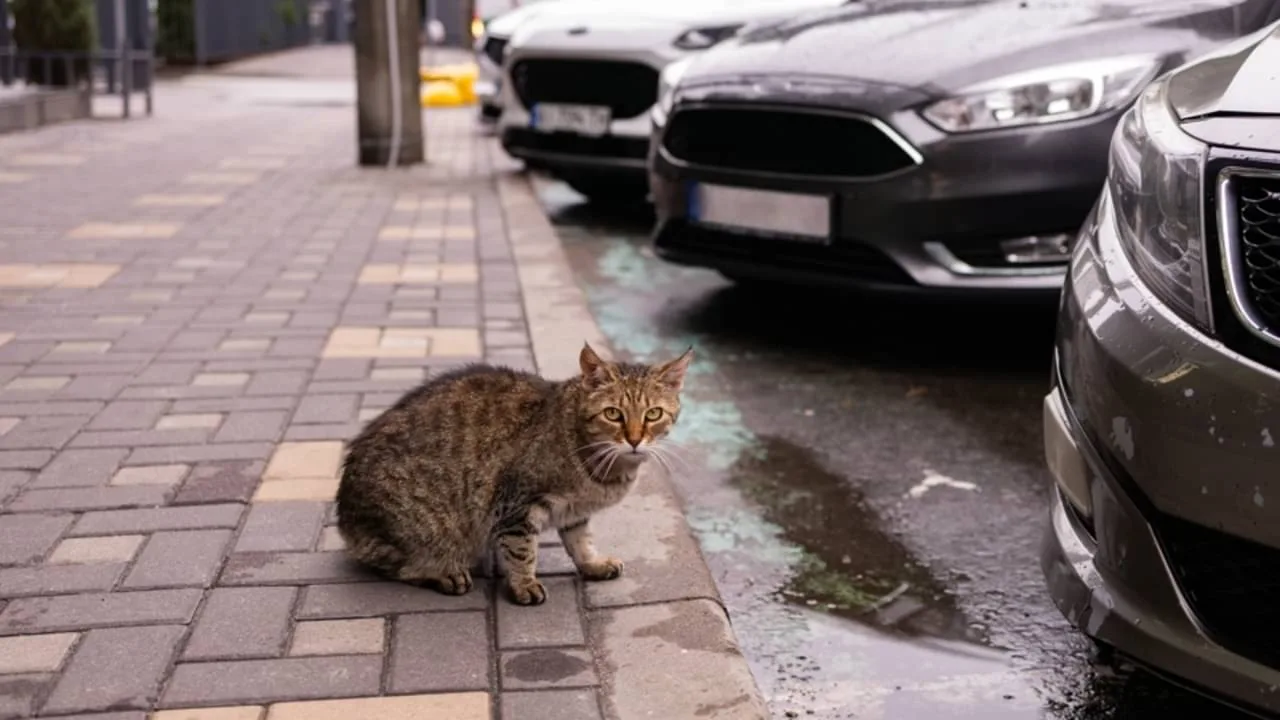 Novo felino e robôs em protesto estão entre as notícias curiosas de setembro