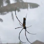aranha-do-mar-ganha-duas-novas-especies-descritas-no-mar-de-salish-por-cientistas-canadenses