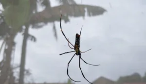 aranha-do-mar-ganha-duas-novas-especies-descritas-no-mar-de-salish-por-cientistas-canadenses