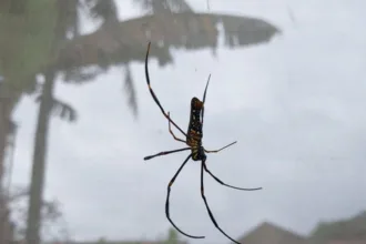 aranha-do-mar-ganha-duas-novas-especies-descritas-no-mar-de-salish-por-cientistas-canadenses