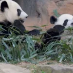 por-que-dois-pandas-entraram-na-diplomacia-de-trump-e-xi-jinping?