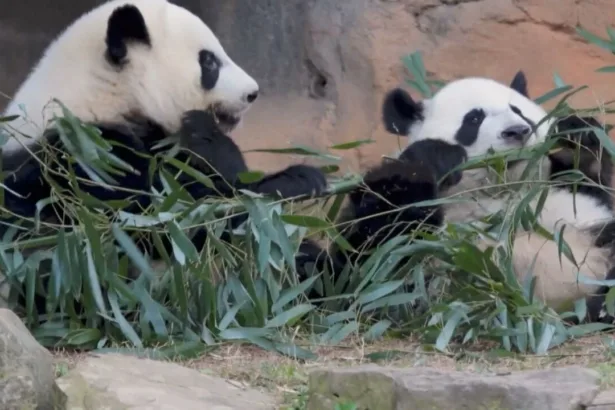 por-que-dois-pandas-entraram-na-diplomacia-de-trump-e-xi-jinping?