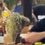 porco-espinho-invade-bar-e-surpreende-clientes-em-senador-canedo;-video