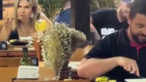 porco-espinho-invade-bar-e-surpreende-clientes-em-senador-canedo;-video