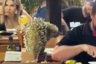 porco-espinho-invade-bar-e-surpreende-clientes-em-senador-canedo;-video