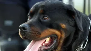 idosa-perde-as-duas-orelhas-apos-ataque-de-rottweilers-em-sp