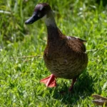 marreca-ananai-voa-ao-lado-de-ciclista-no-parque-do-mirim-em-indaiatuba
