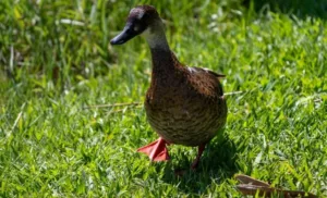 marreca-ananai-voa-ao-lado-de-ciclista-no-parque-do-mirim-em-indaiatuba