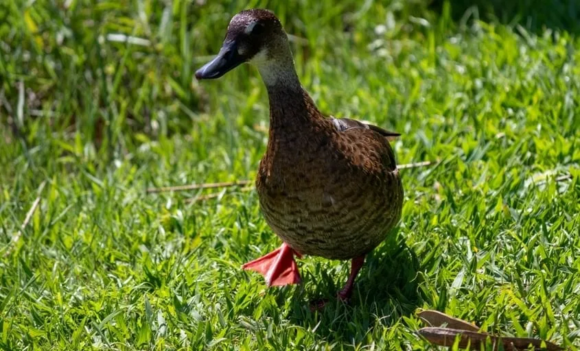 Marreca-ananaí voa ao lado de ciclista no Parque do Mirim em Indaiatuba