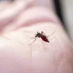 plantas-aromaticas-ajudam-a-repelir-mosquitos-dentro-de-casa