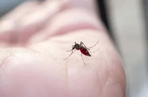 plantas-aromaticas-ajudam-a-repelir-mosquitos-dentro-de-casa