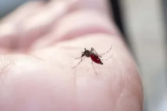 plantas-aromaticas-ajudam-a-repelir-mosquitos-dentro-de-casa