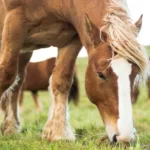 escocesa-ganha-mansao-de-4-milhoes-de-libras-apos-achar-que-premio-era-cavalo