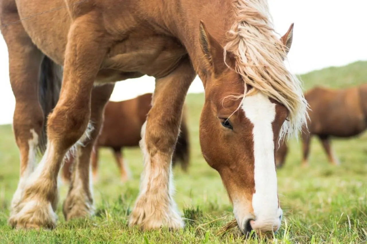 Escocesa ganha mansão de 4 milhões de libras após achar que prêmio era cavalo