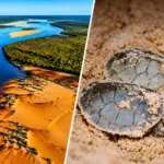 grupo-liderado-por-empresario-de-cosmeticos-e-alvo-de-operacao-por-caca-e-comercio-de-tartarugas-em-goias-e-mt