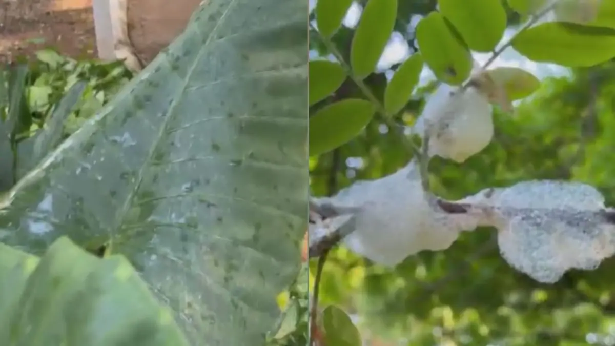 Já viu árvore ‘chorar’? Fenômeno curioso pode ser observado no Bosque dos Buritis