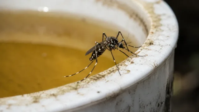 Anápolis vai espalhar ovos de Aedes pela cidade para combater a dengue; entenda a estratégia