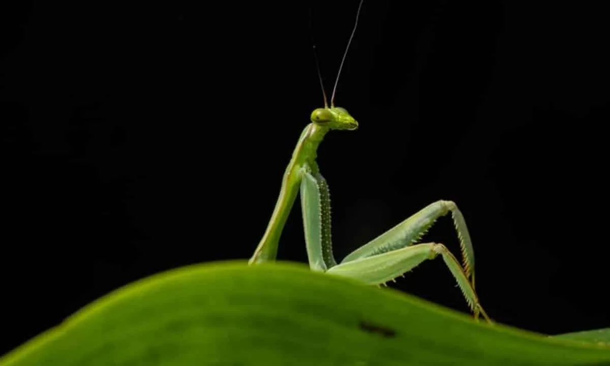 nikon-comedy-wildlife-awards-2026-reune-imagens-comicas-da-vida-selvagem