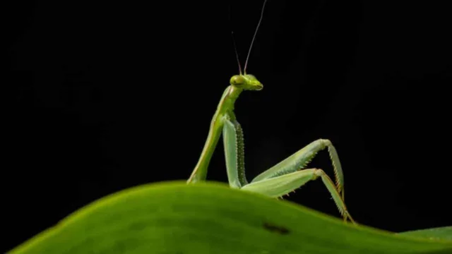 Nikon Comedy Wildlife Awards 2026 reúne imagens cômicas da vida selvagem