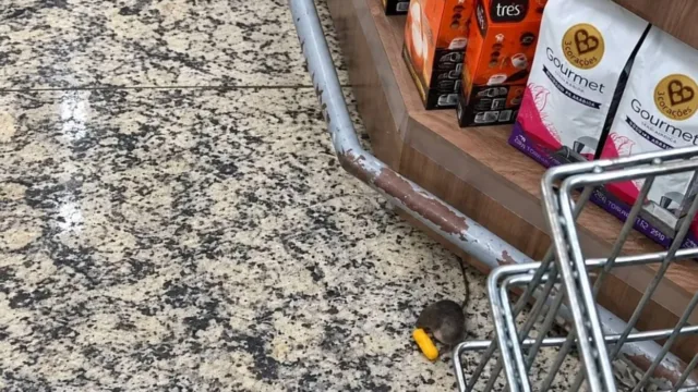 Rato circula em corredor de supermercado de Itapuã em Vila Velha