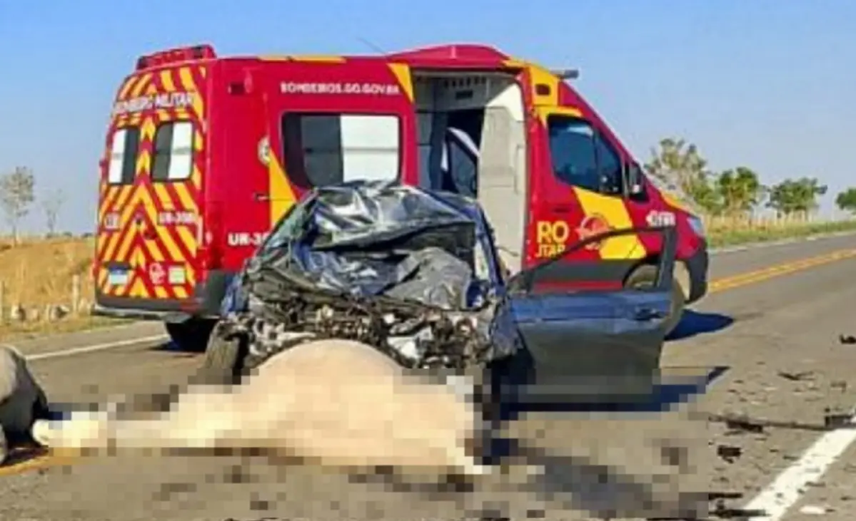 carro-atropela-rebanho-e-cinco-bovinos-morrem-na-go-446,-em-iaciara