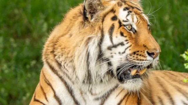 Tigre que matou invasor não será sacrificado, garante parque – Correio Braziliense