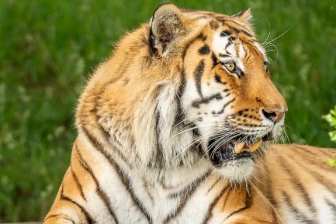 tigre-que-matou-invasor-nao-sera-sacrificado,-garante-parque-–-correio-braziliense