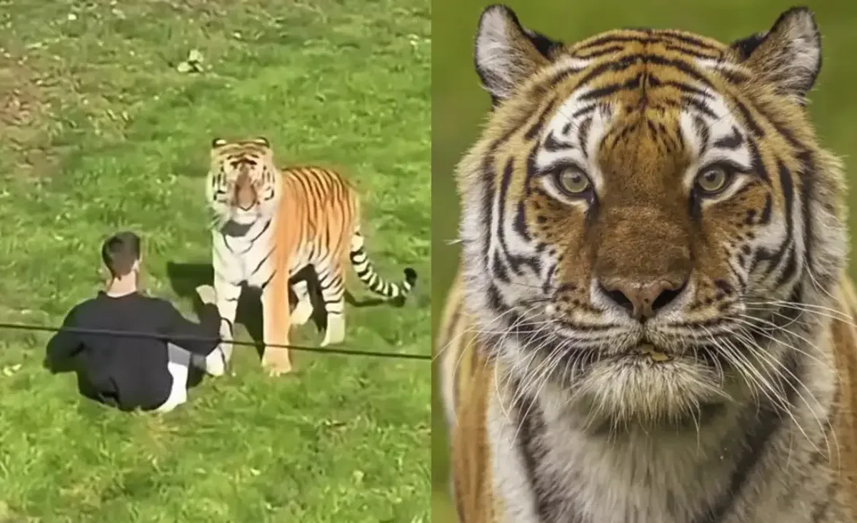 cenas-fortes:-tigre-que-matou-homem-em-zoologico-na-inglaterra-nao-sera-sacrificado