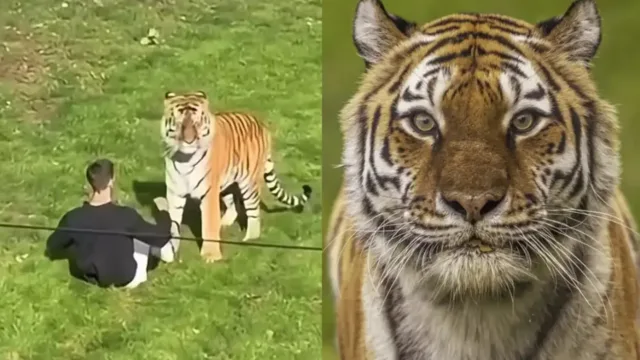 Cenas fortes: tigre que matou homem em zoológico na Inglaterra não será sacrificado