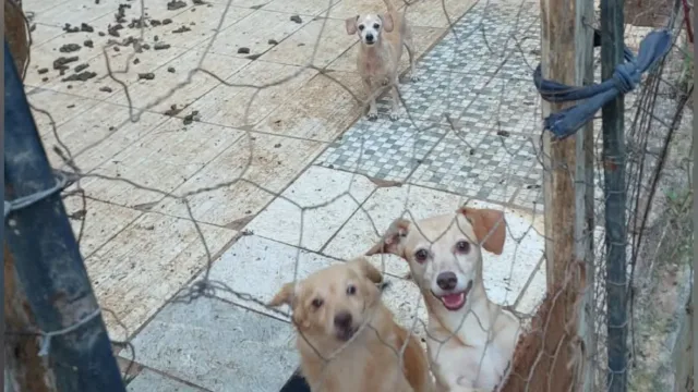 Desempregada e com aluguel atrasado, protetora teme perder abrigo de 56 animais em Goiânia