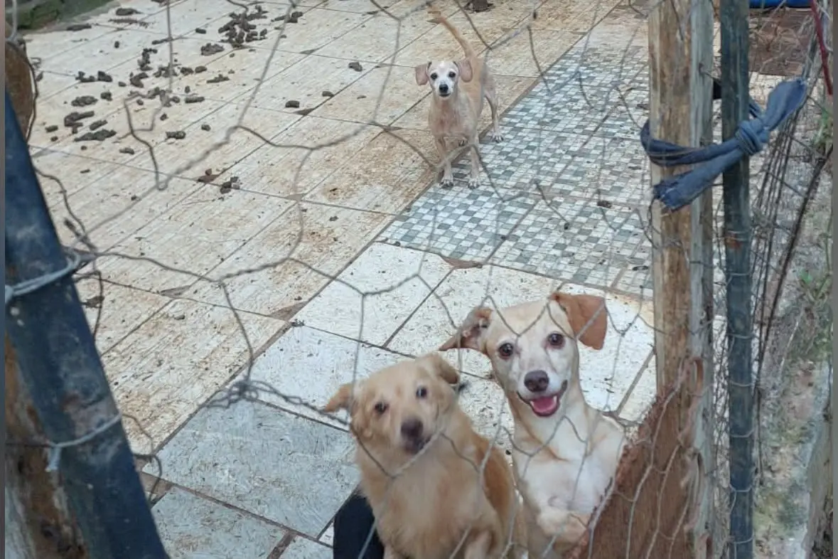desempregada-e-com-aluguel-atrasado,-protetora-teme-perder-abrigo-de-56-animais-em-goiania