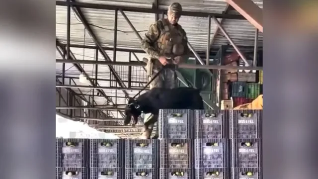 Nem o pequi escapou: vídeo de cães farejadores na Ceasa de Goiânia viraliza