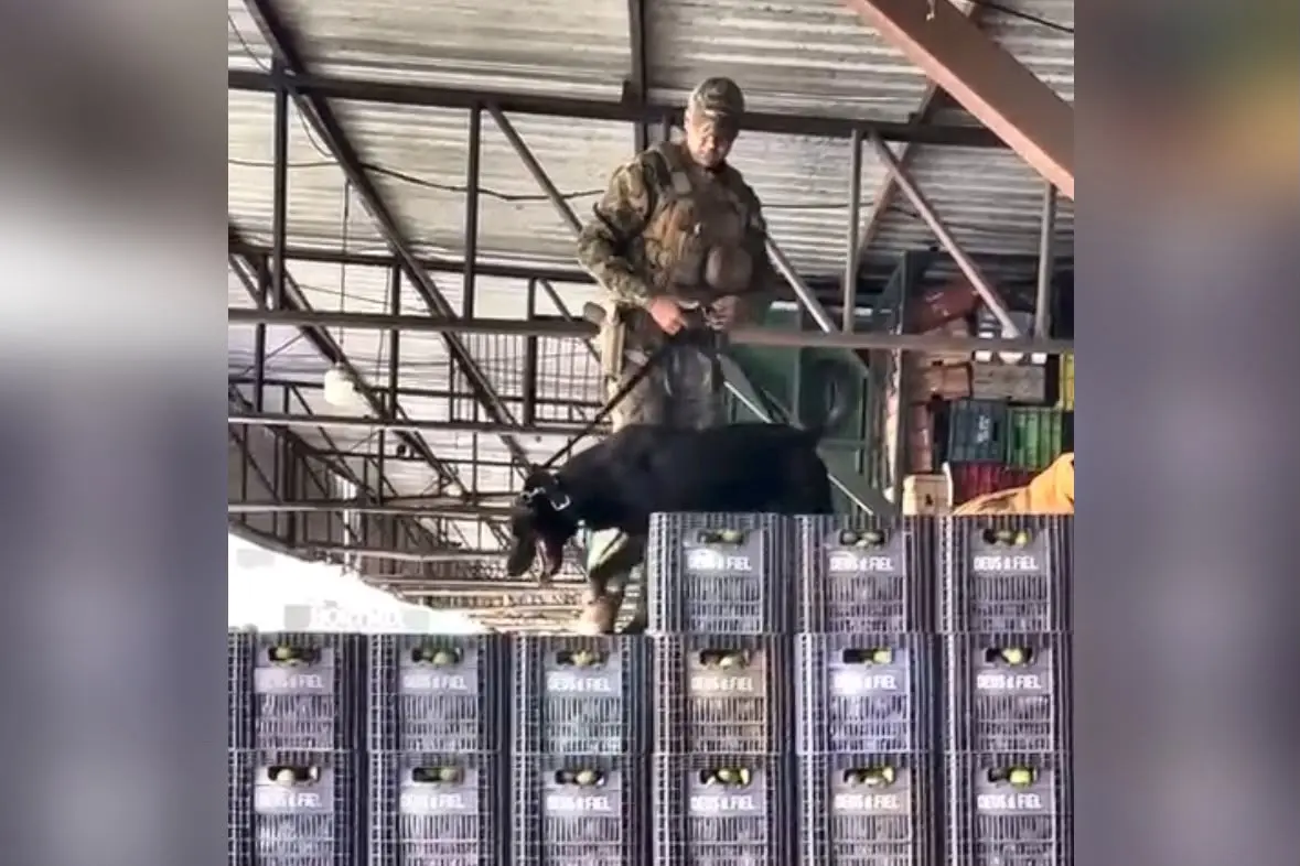 nem-o-pequi-escapou:-video-de-caes-farejadores-na-ceasa-de-goiania-viraliza