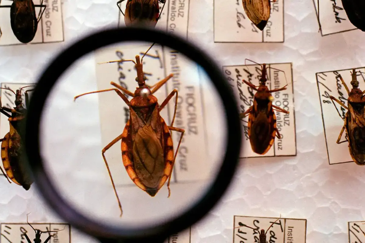 barbeiros-mais-que-dobram-em-goiania,-e-um-ja-tinha-parasita-da-doenca-de-chagas